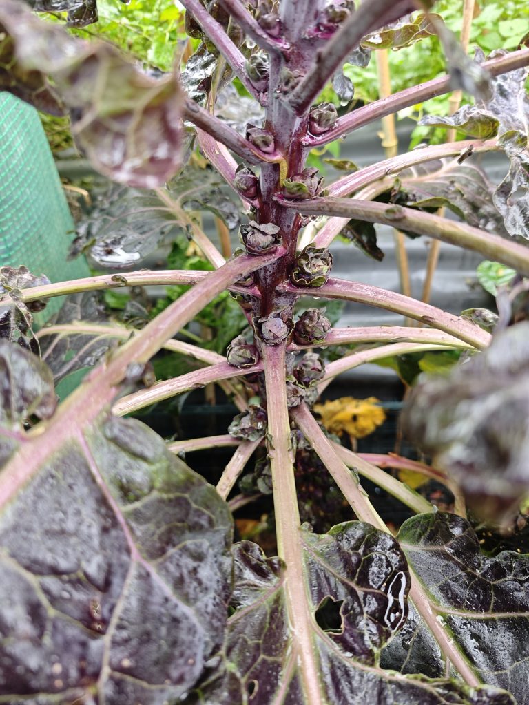 Neu 2026 roter Rosenkohl