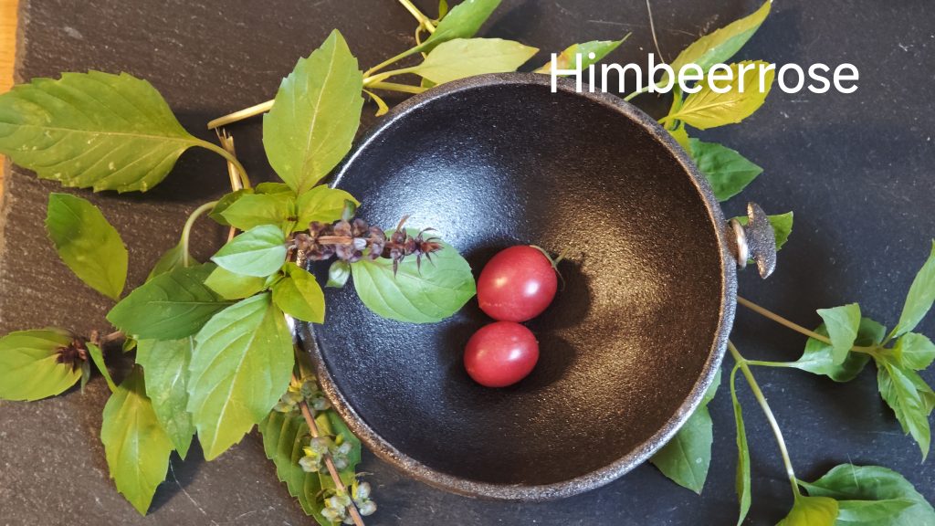 Neu 2026 Himbeerrose