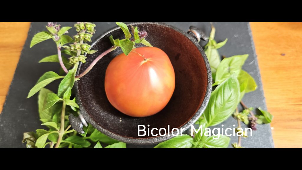 Neu 2026 Bicolor Magician