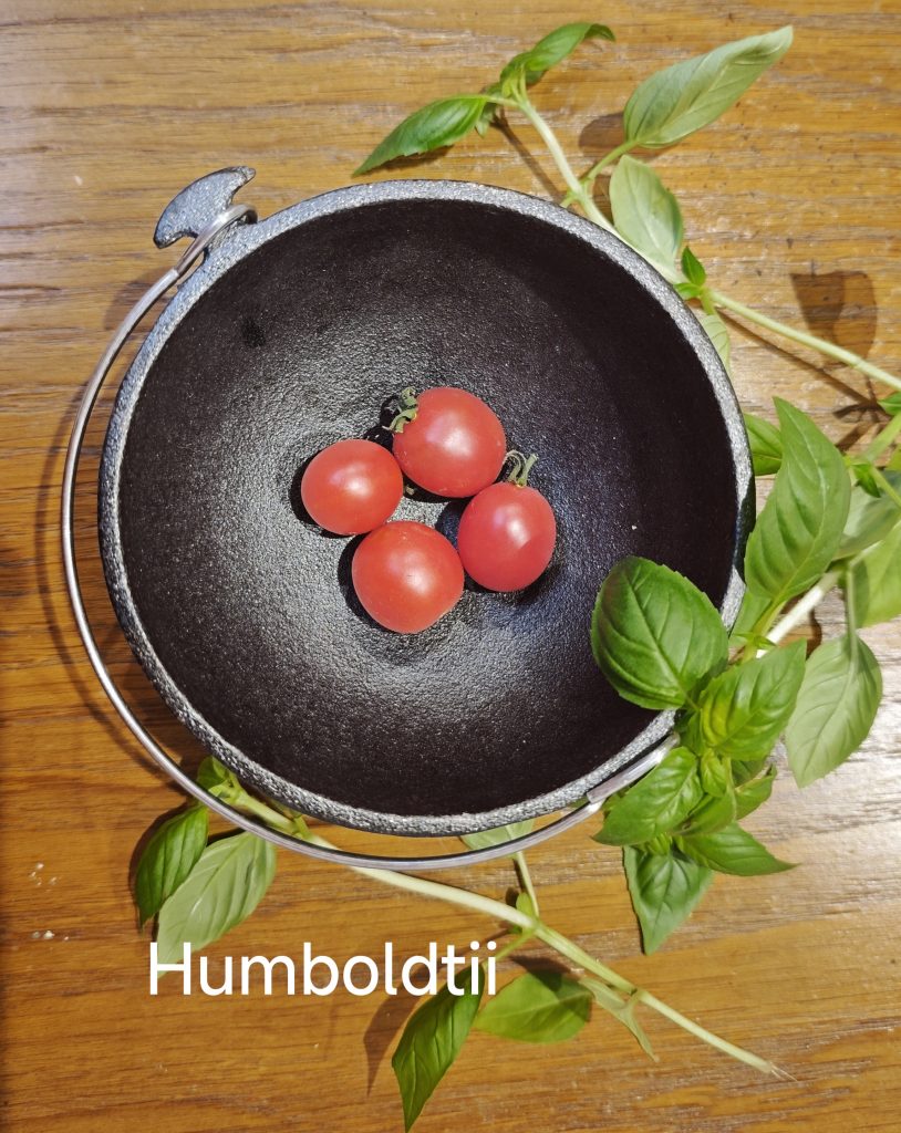 Neu 2026 Humboltii