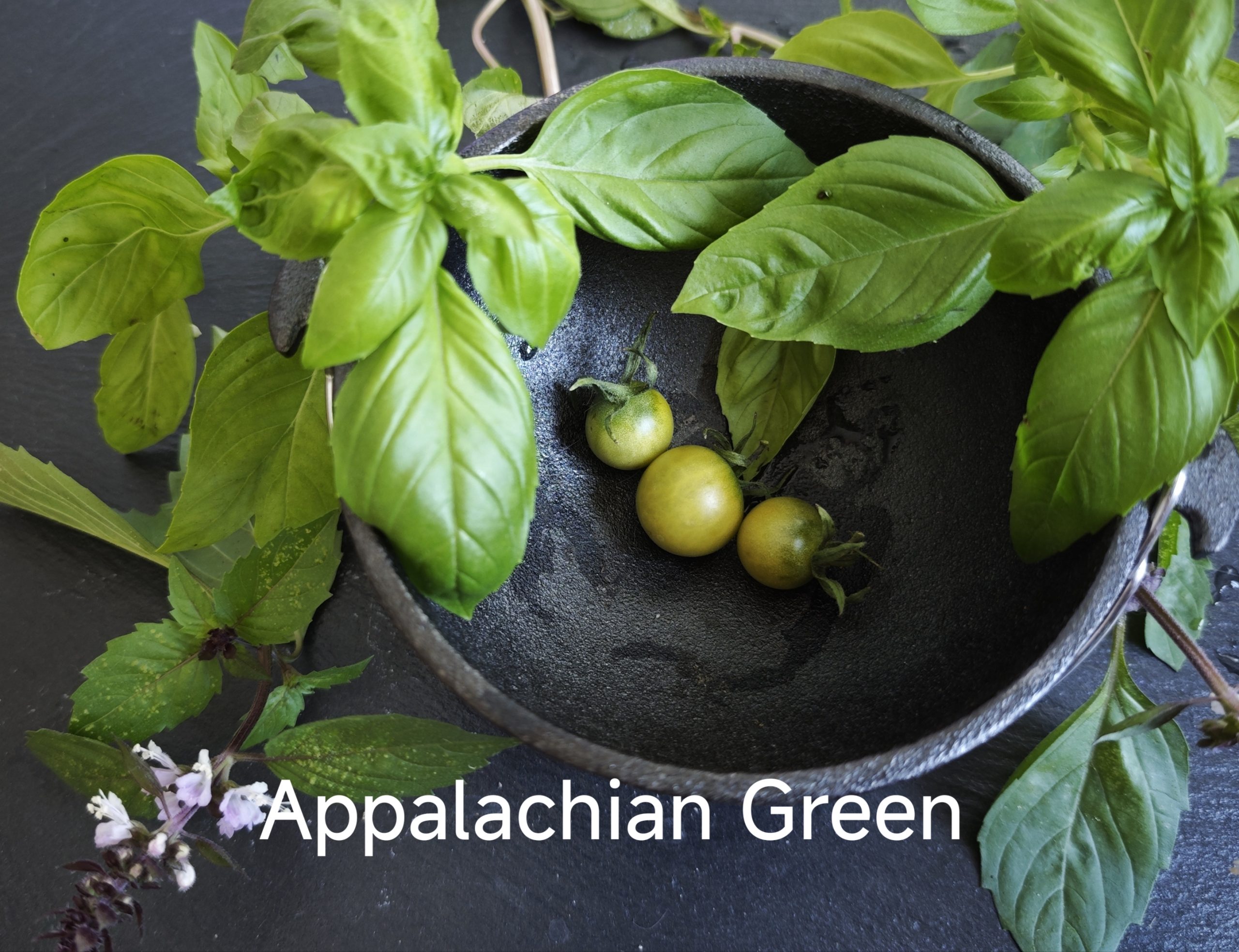 Neu 2026 Appalachian green