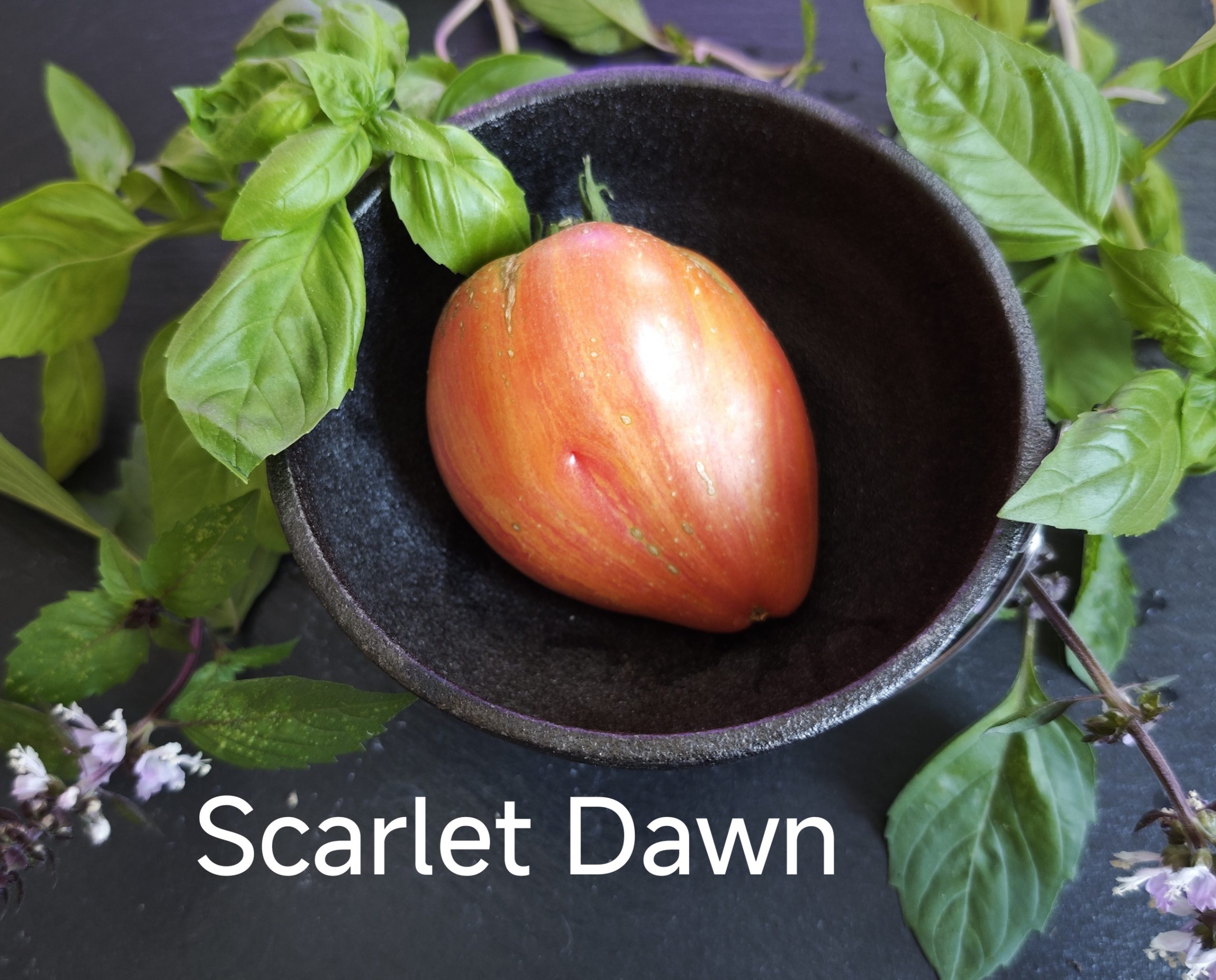 Neu 2026 Scarlet Dawn