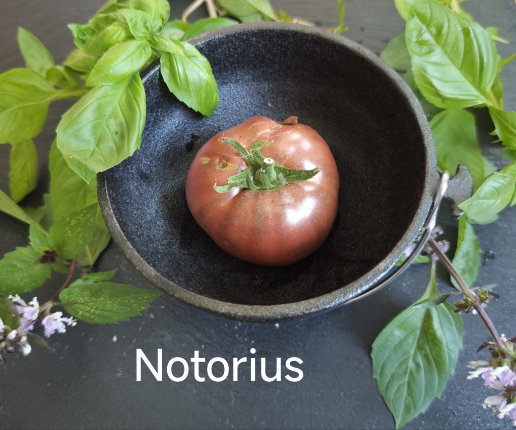 Neu 2026 Notorius