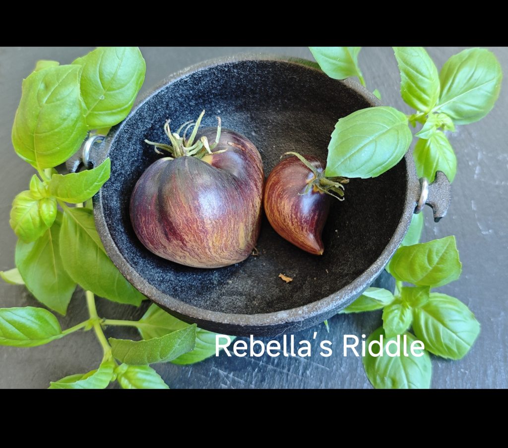 Neu 2026 Rebella’s Riddle