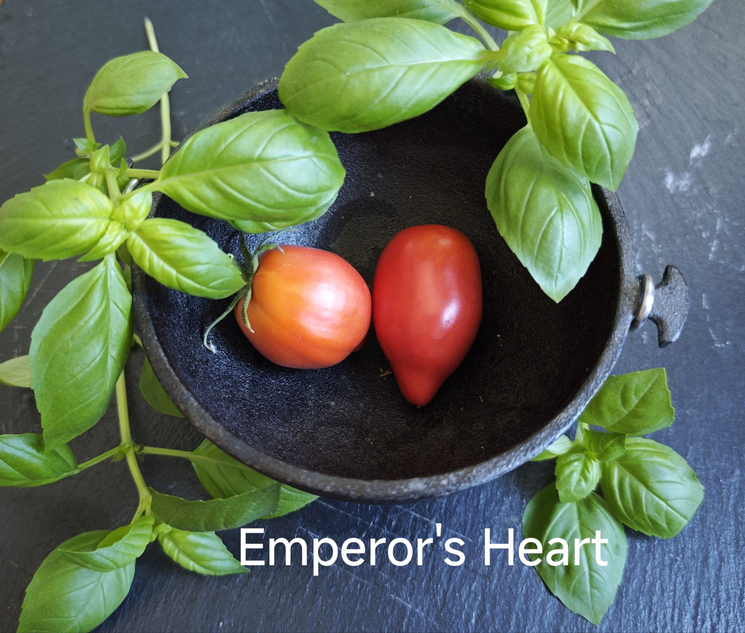 Neu 2026 Emperor's Heart