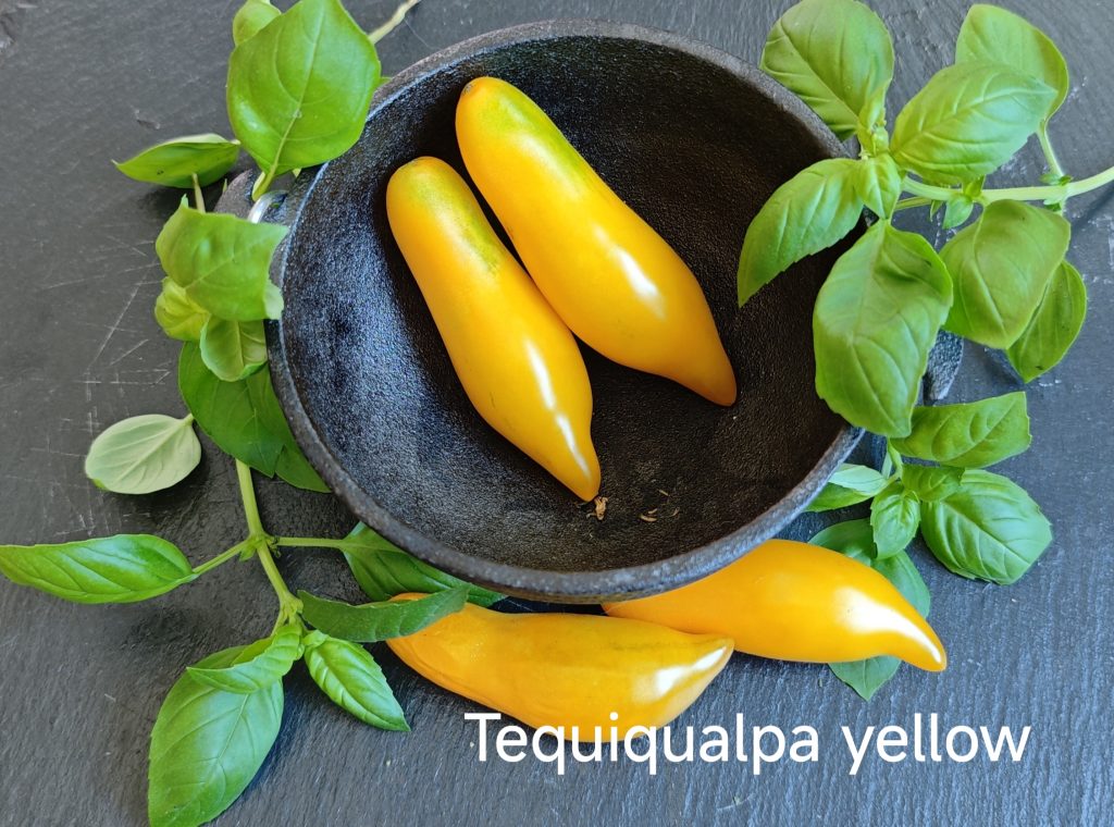 Neu 2026 Tequiqualpa yellow