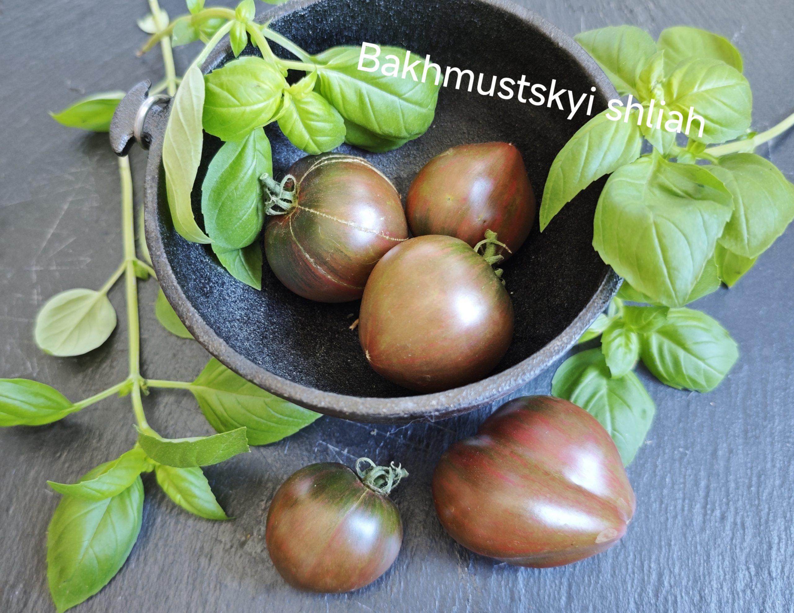 Neu 2026 Bakhmutskyi Shliah