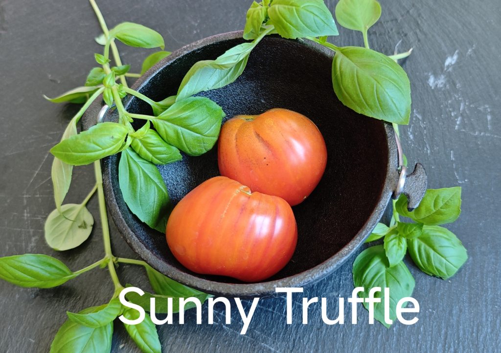 Neu 2026 Sunny Truffle