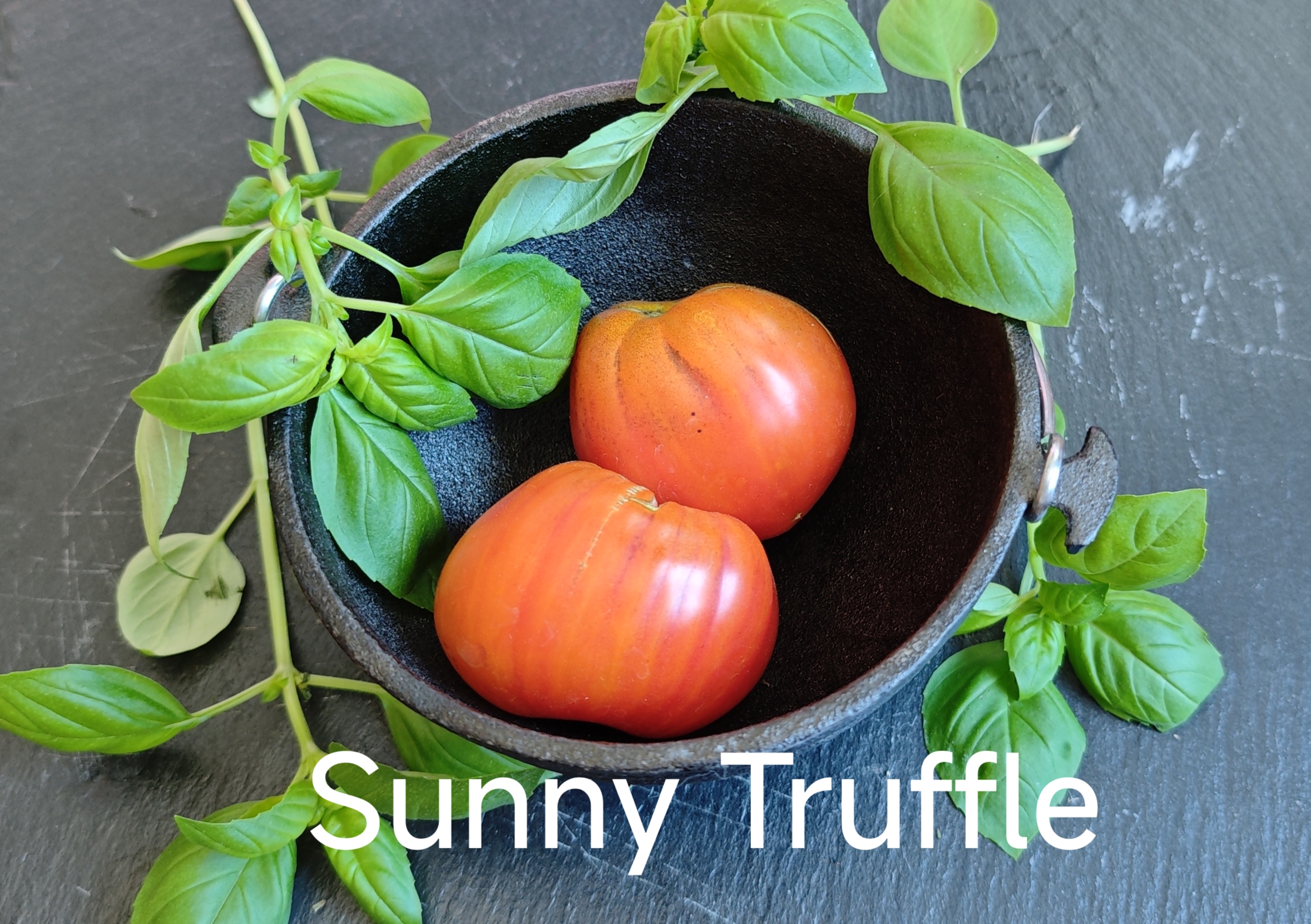 Neu 2026 Sunny Truffle