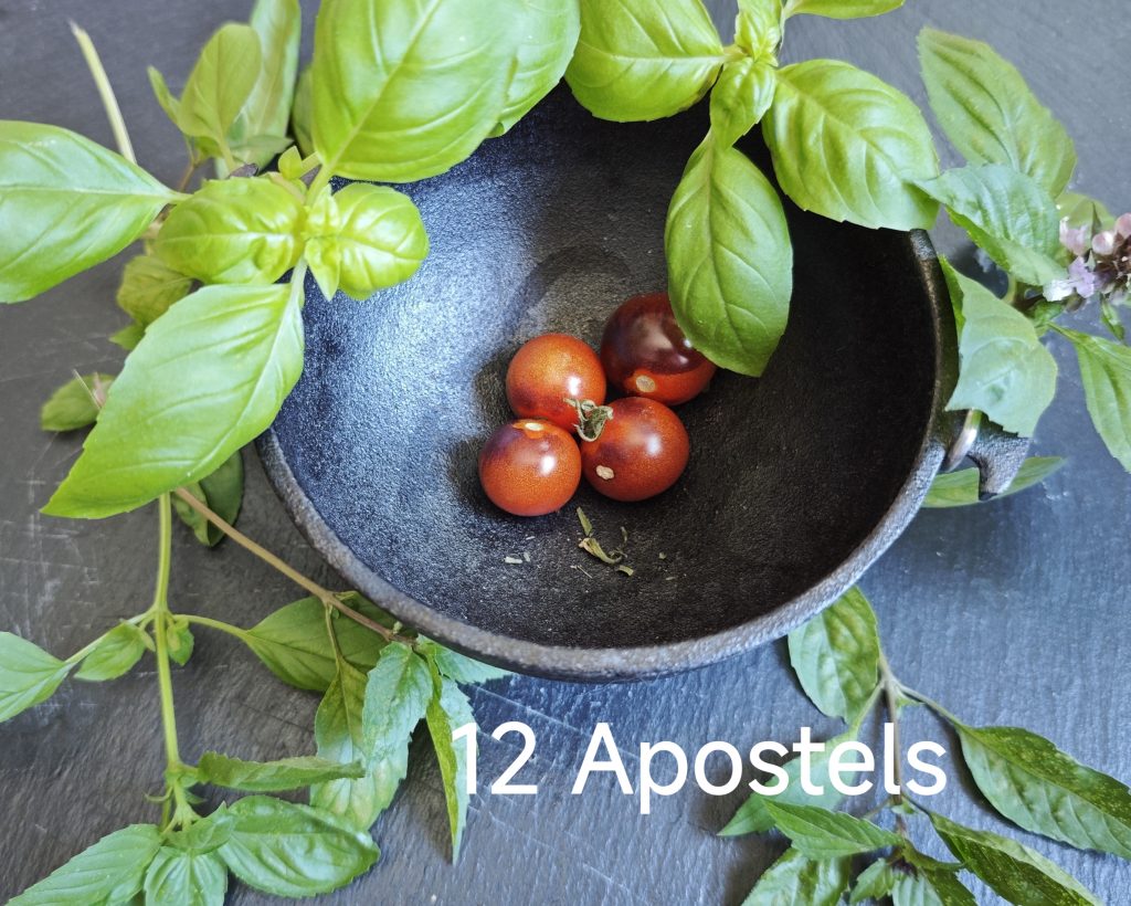 Neu 2026 12 Apostels