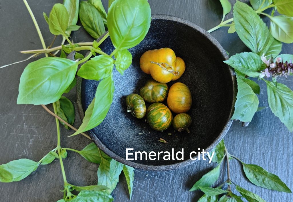 Neu 2026 Emerald City