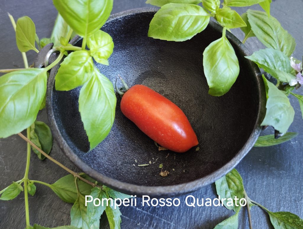 Neu 2026 Pompeii Rosso Quadrato