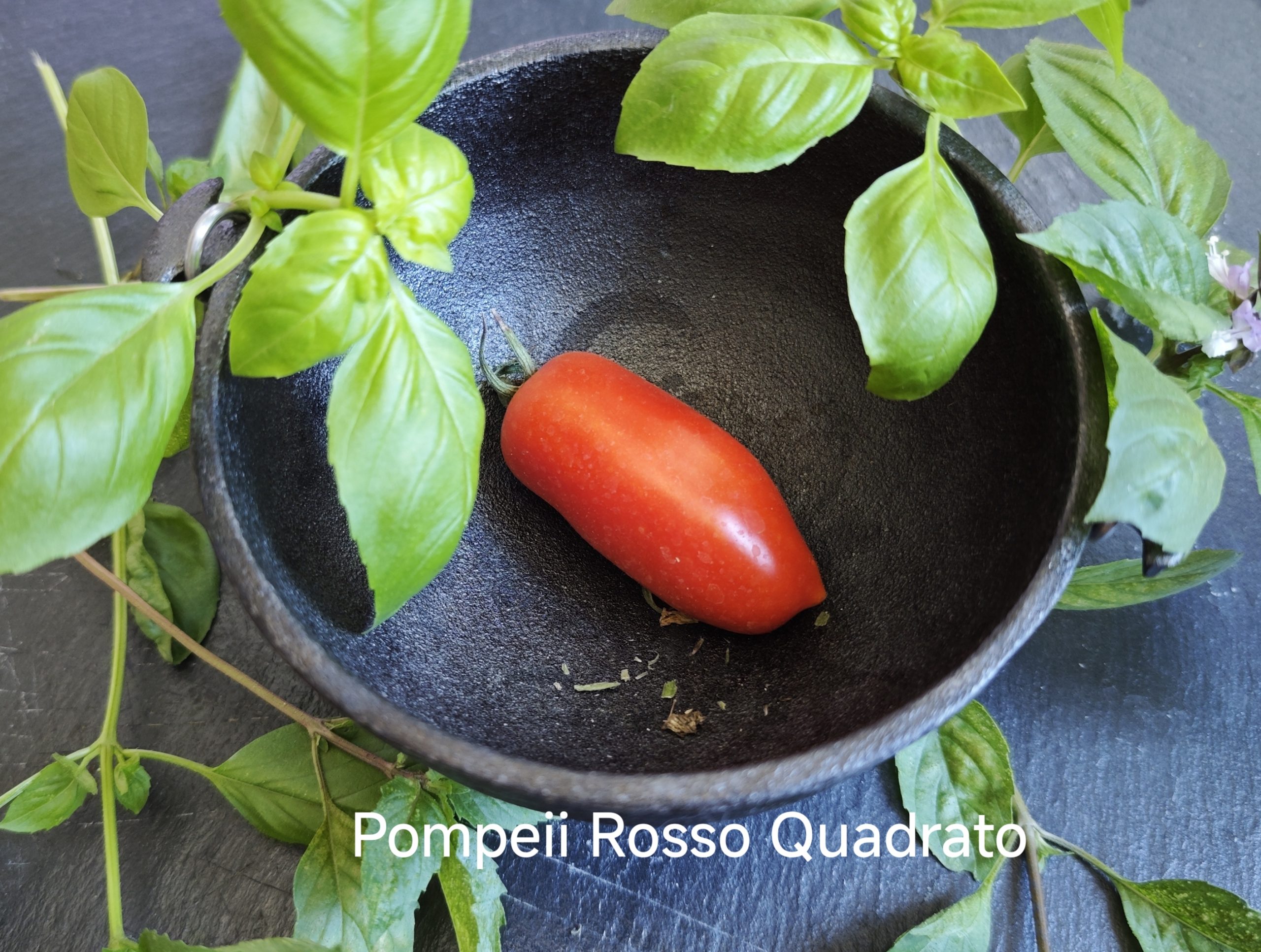 Neu 2026 Pompeii Rosso Quadrato