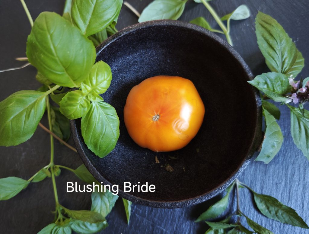 Neu 2026 Blushing Bride