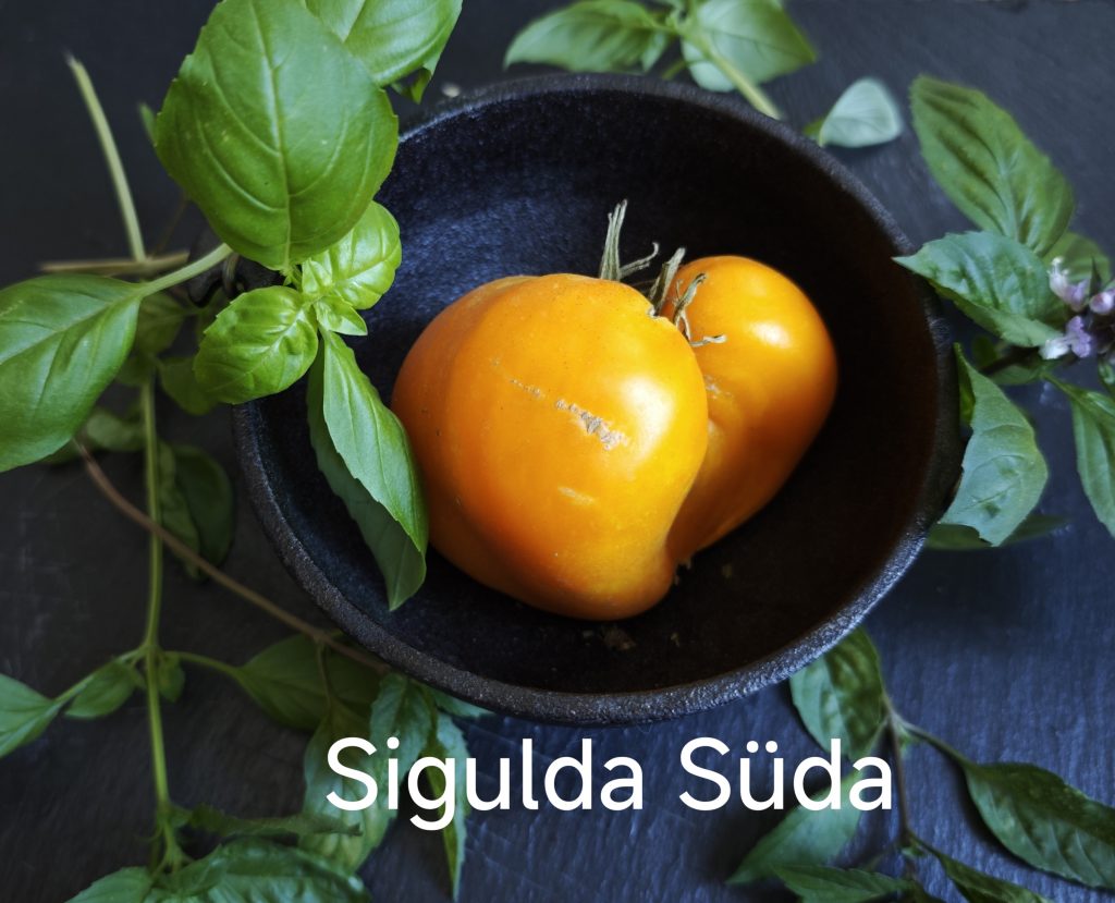 Neu 2026 Sigulda Süda
