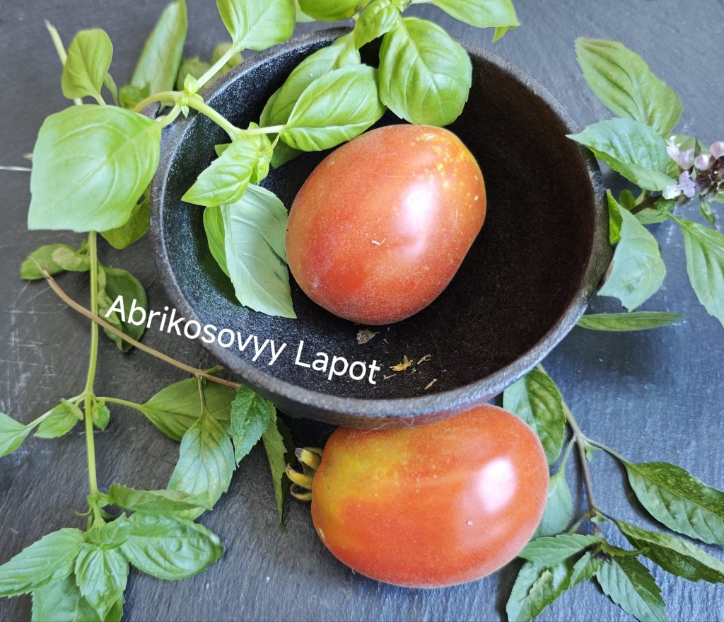 Neu 2026 Abrikosovyy Lapot
