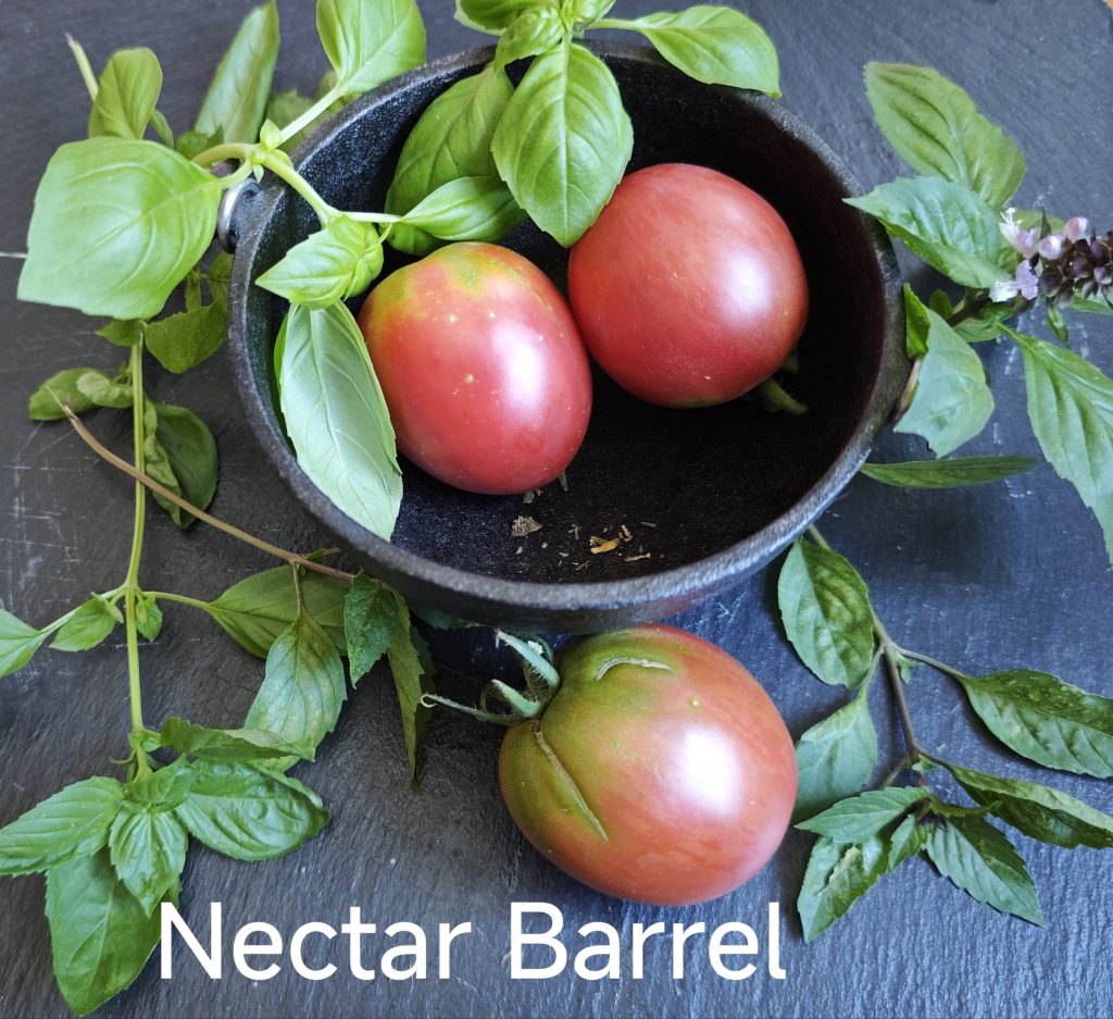Neu 2026 Nectar Barrel