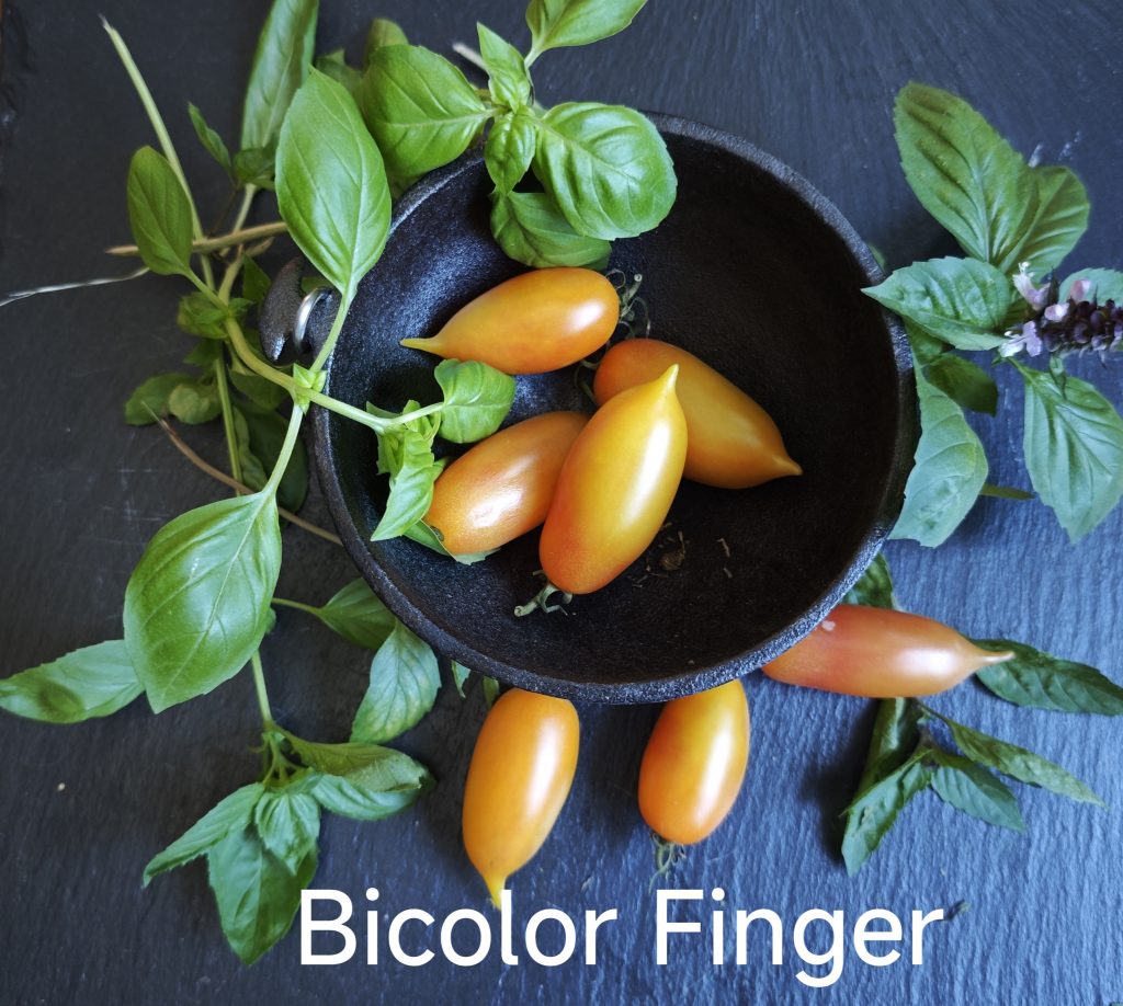Neu 2026 Bicolor Finger