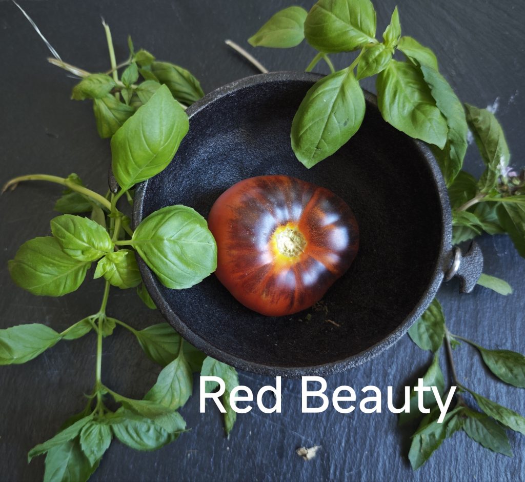 Neu 2026 Red Beauty