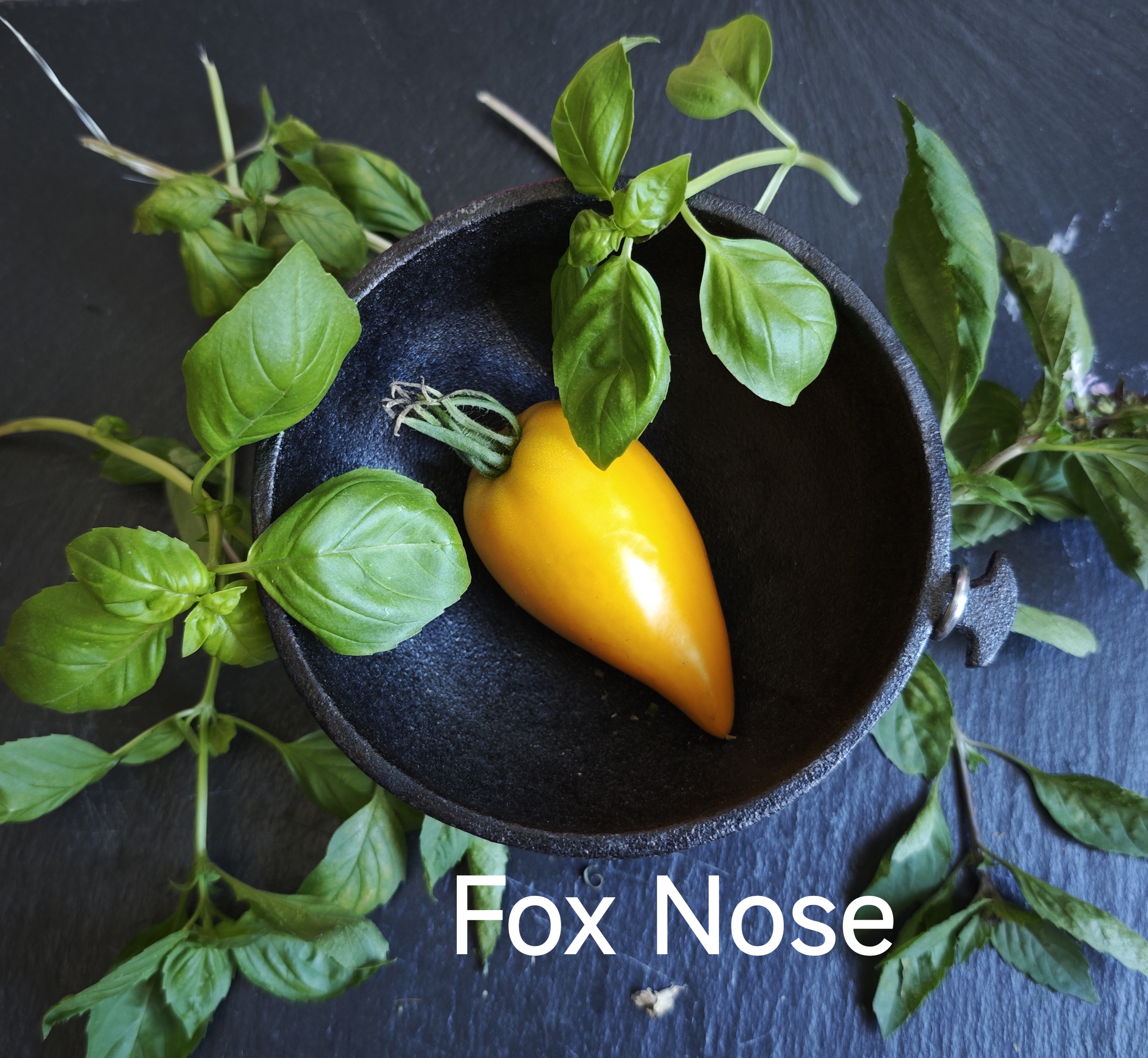 Neu 2026 Fox Nose