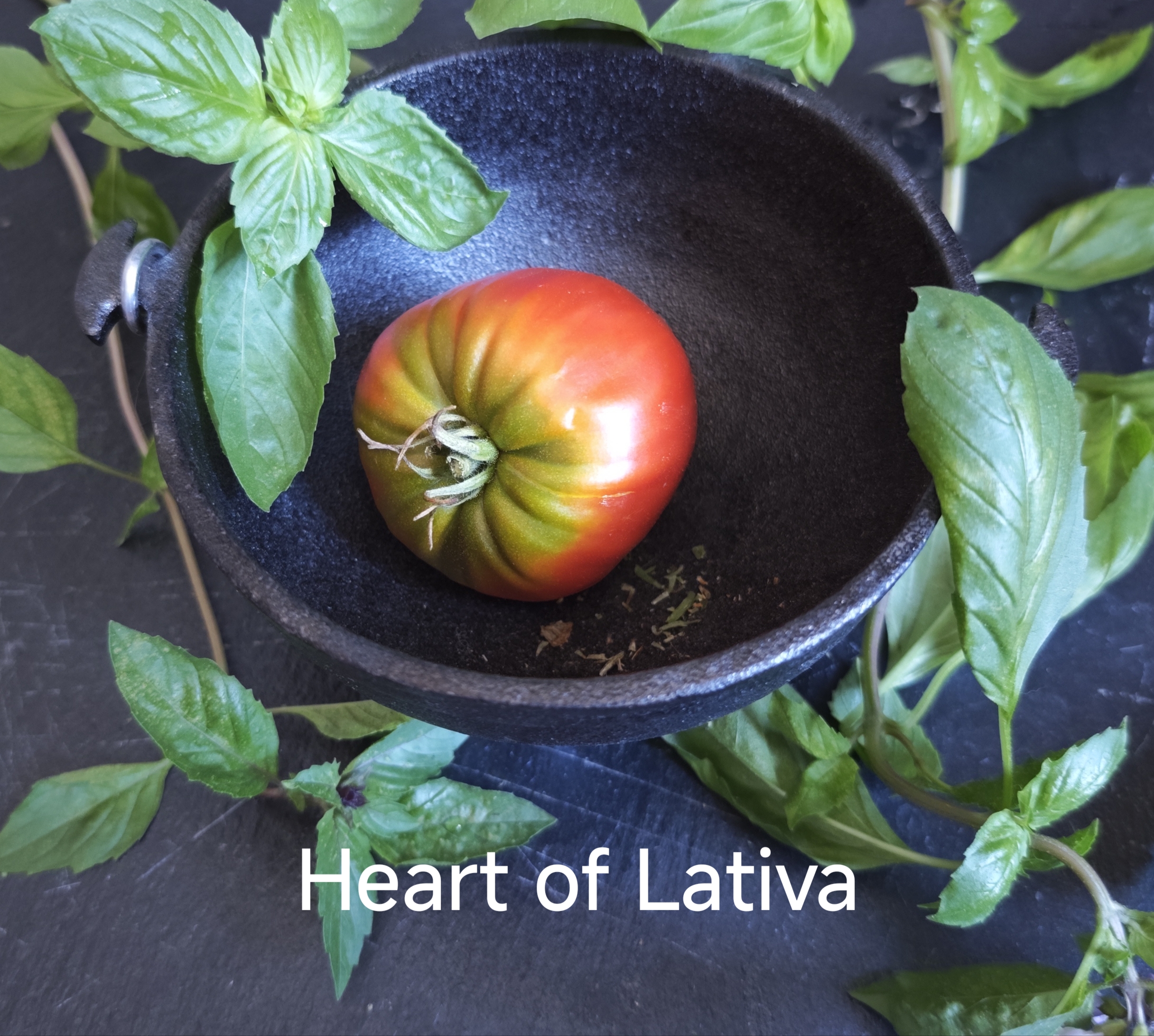 Neu 2026 Heart of Lativa