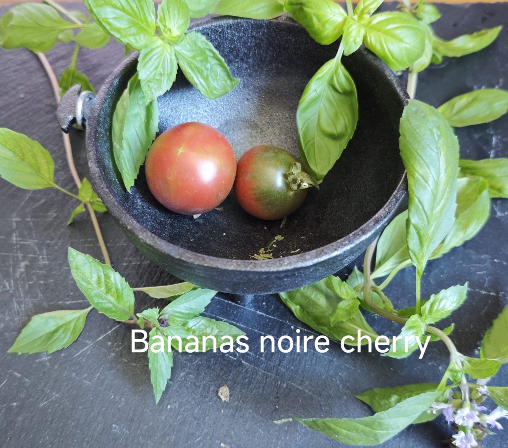 Neu 2026 Bananas noire cherry