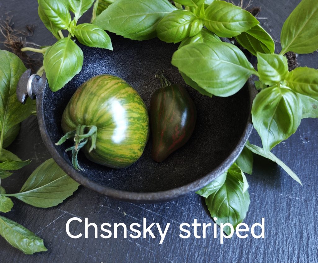 Neu 2026 Chansky striped