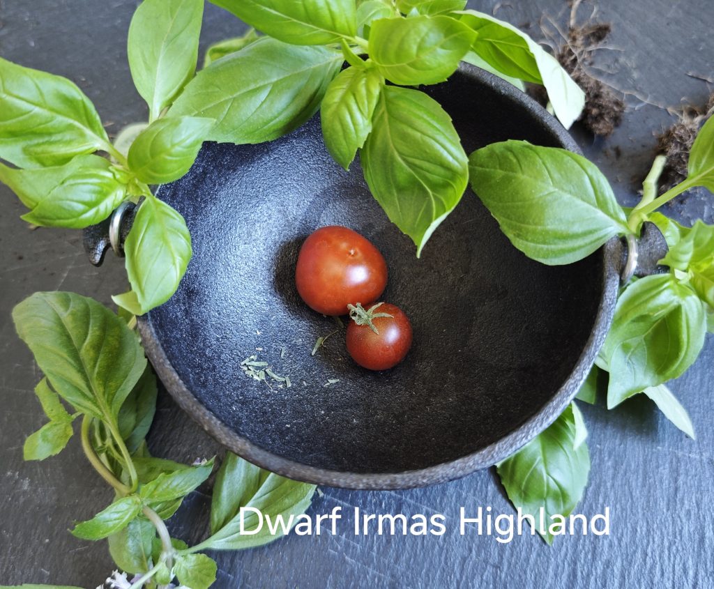Neu 2026 Dwarf Irmas Highland