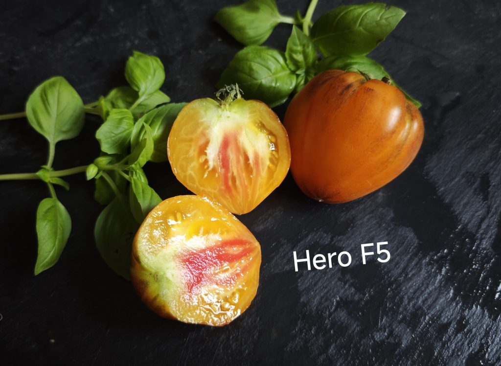 Neu 2026 Hero F5