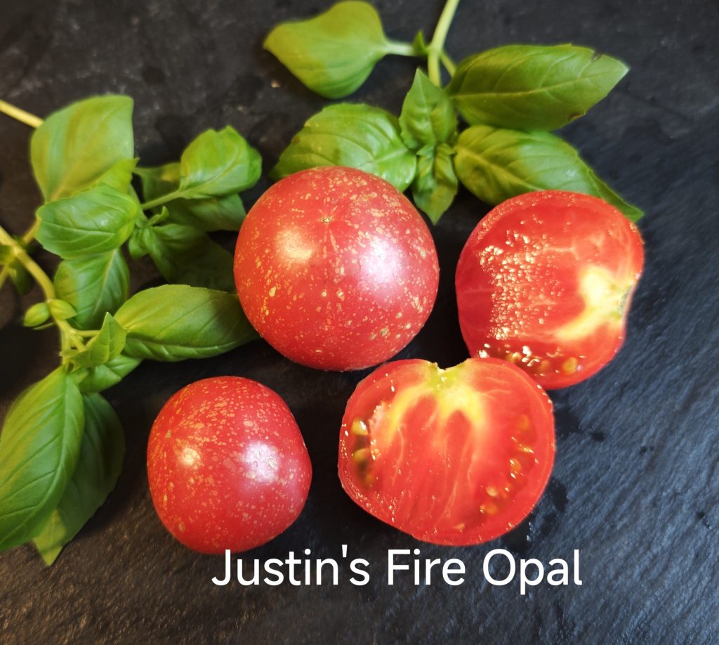 Neu 2026 Justin´s Fire Opal Tomate