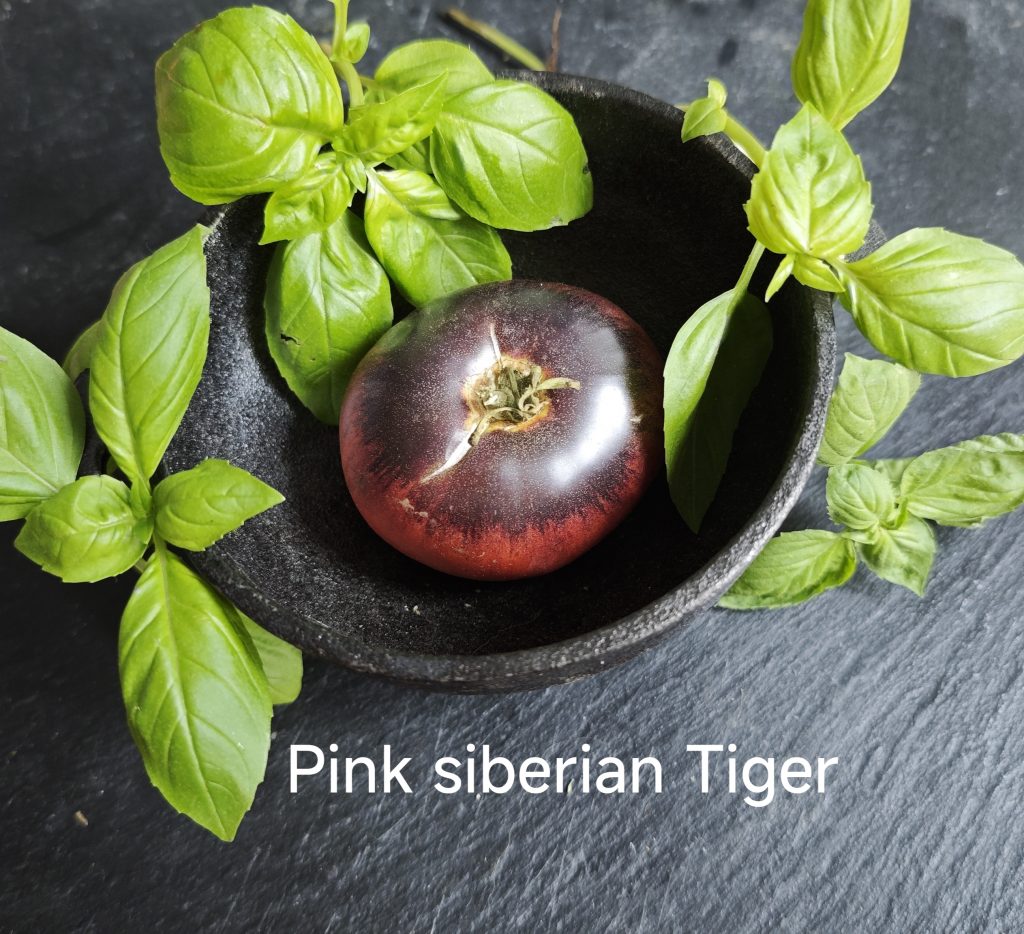 Neu 2026 Pink siberian Tiger