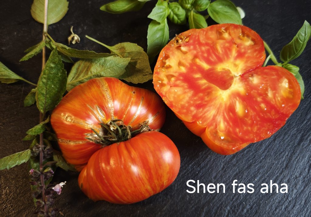 Neu 2026 Shen Fas Aha