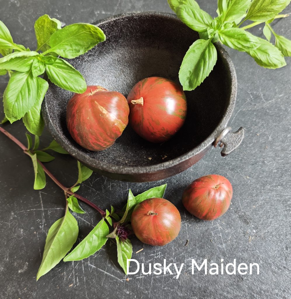 Neu 2026 Dusky Maiden