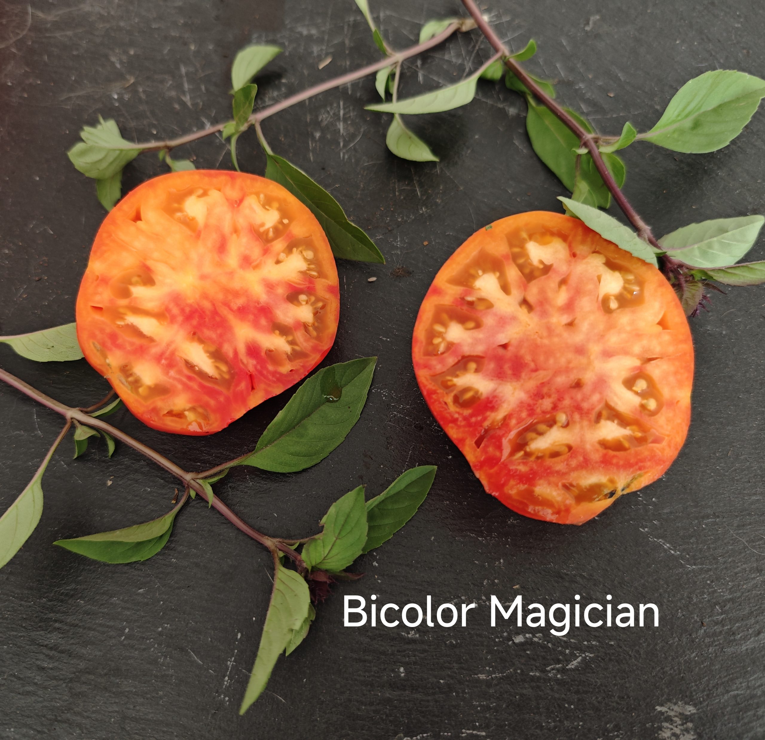 Neu 2026 Bicolor Magician – Bild 2