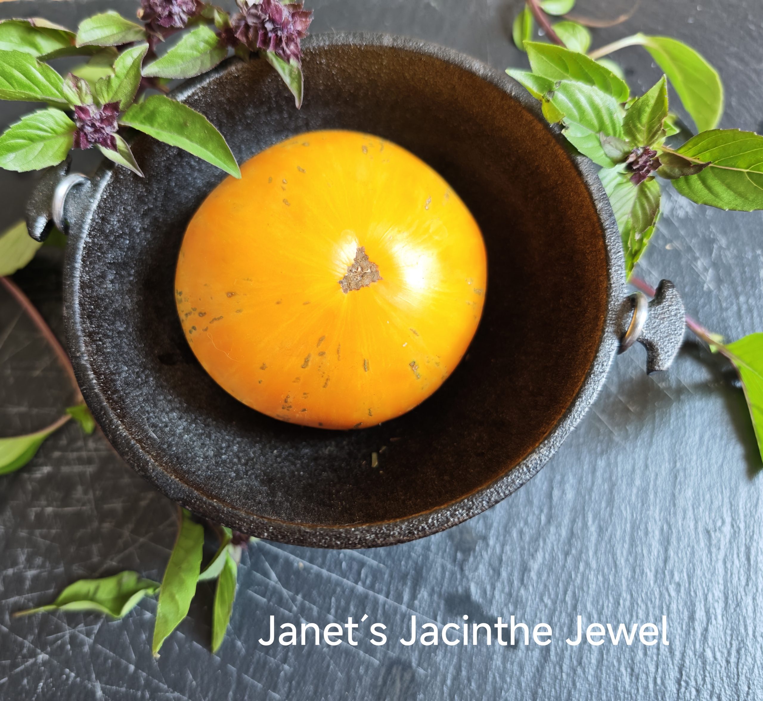 Neu 2026 Janet´s Jacinthe Jewel