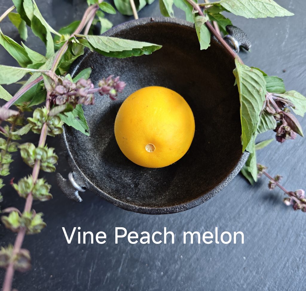Neu 2026 Vine Peach Melon