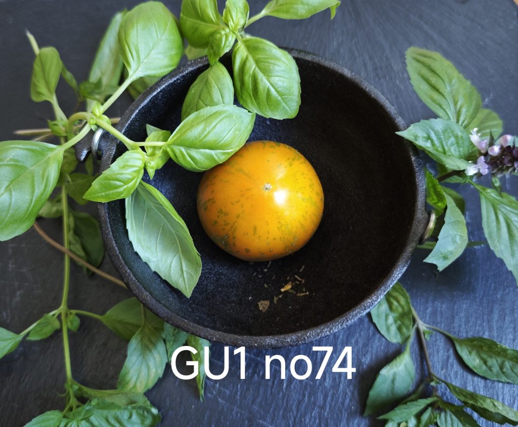 Neu 2026 GU1 No 74