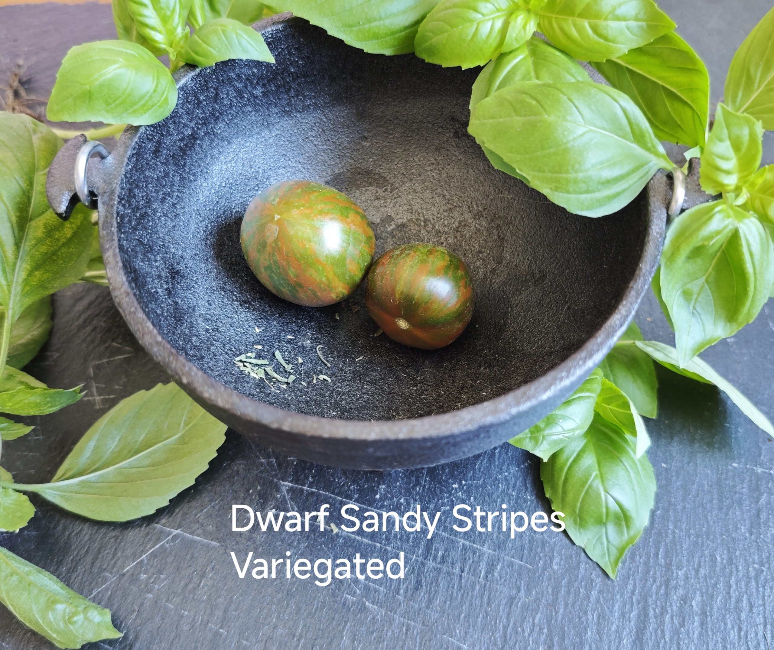 Neu 2026 Dwarf Sandy Stripes Variegated