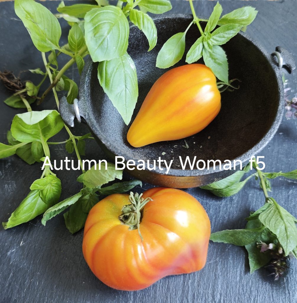 Neu 2026 Autumn Beauty Woman F6