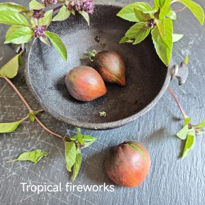 Neu 2026 Tropical Fireworks